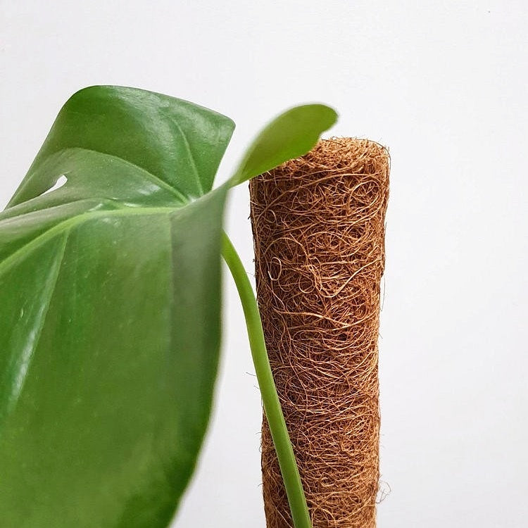 Coir Plant Totems